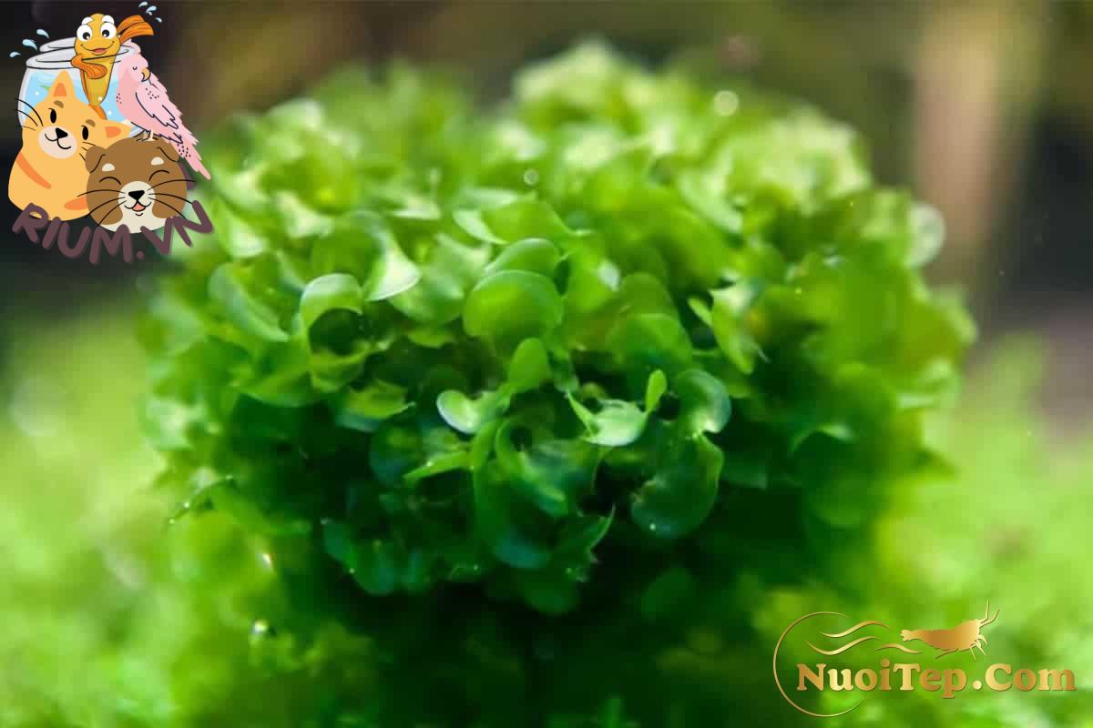 Hướng Dẫn Chăm Sóc Subwassertang | Rêu Pelia
