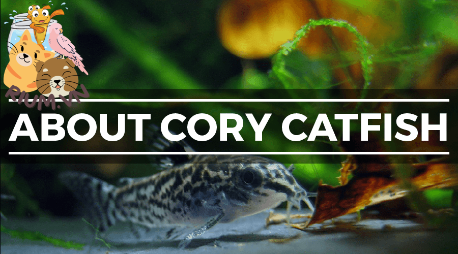 Cá Chuột – Cory Catfish: Hướng dẫn Nhân giống & Chăm sóc