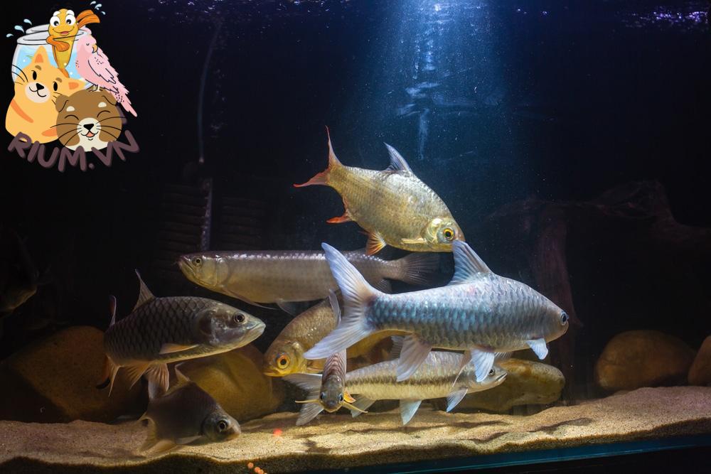 cá rồng với bạn cùng bể trong bể cá ăn thịt lớn