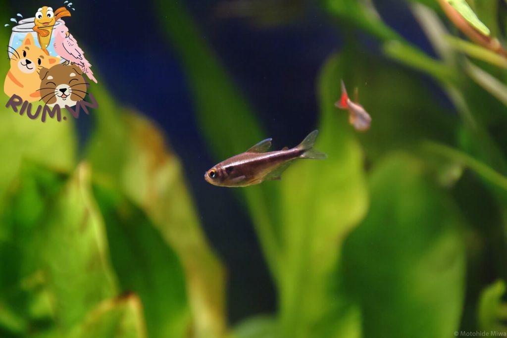 Một con Tetra Neon Đen bơi trong một bể cá được trồng tốt