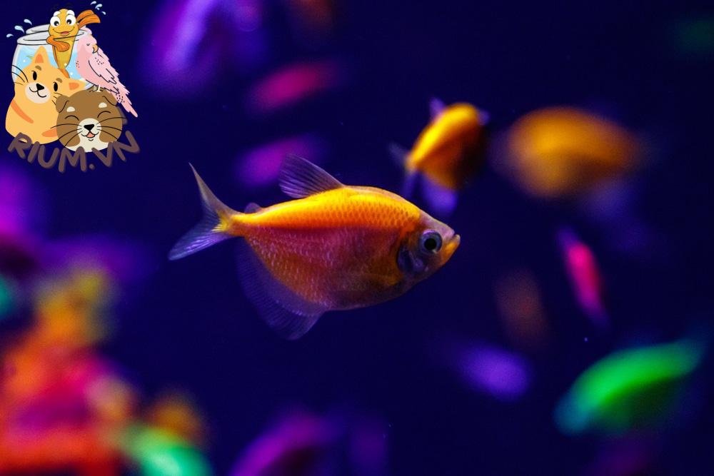 Cá Huỳnh Quang (GloFish) là gì? và chúng được tạo ra như thế nào?