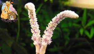 Hướng dẫn chăm sóc Ren Madagascar (Aponogeton madagascariensis) - hoa