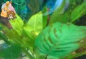 Cách loại bỏ tảo nâu (tảo cát) trong bể nước ngọt - trên thực vật