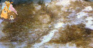 Cách loại bỏ tảo nâu (tảo cát) trong bể nước ngọt - trên cát