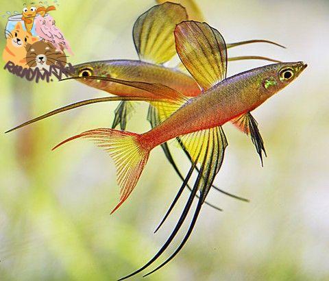 Cá Cầu Vồng Vây Dài – Hướng Dẫn Chi Tiết Cách Chăm Sóc | Threadfin Rainbowfish