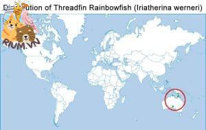 Cá cầu vồng Threadfin (Iriatherina werneri) - Hướng dẫn chi tiết Chăm sóc, Chế độ ăn uống và Nuôi - Mô tả