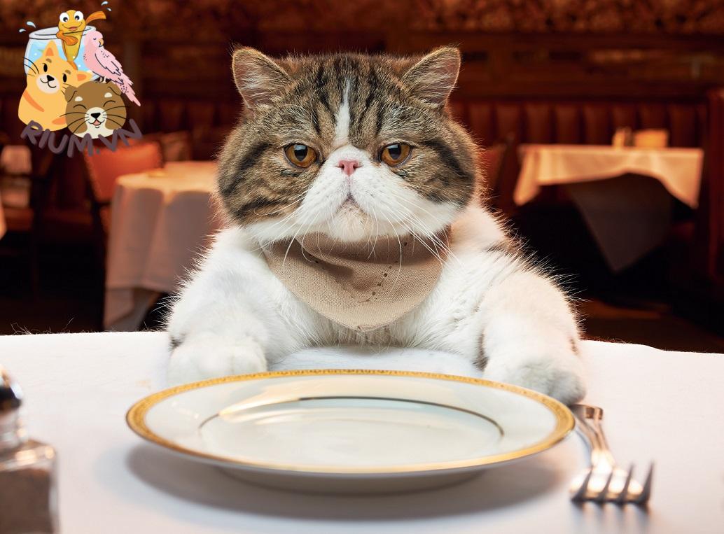 10 Lý Do Mèo Không Ăn Nhiều Nhưng Vẫn Hoạt Động Bình Thường