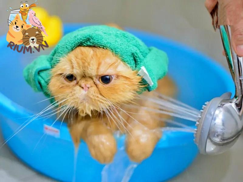 Có nên tắm cho mèo bằng dầu gội, sữa tắm của em bé? - Bệnh viện Thú Y Thi Thi TP HCM