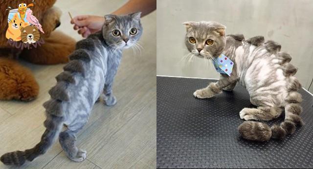 Thẩm mỹ viện chó mèo gây sốt với kiểu tỉa lông 'khó đỡ'