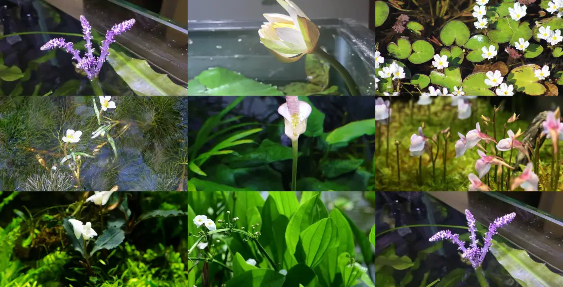9 loại cây thủy sinh có hoa - aquasetup
