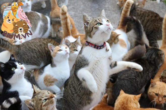 Đằng sau những con mèo bị bấm cụt tai là câu chuyện cảm động về cách người  Nhật đối xử với chúng