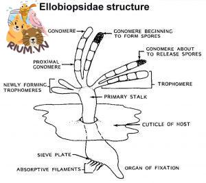 Ellobiopsidae structure 2 300x267