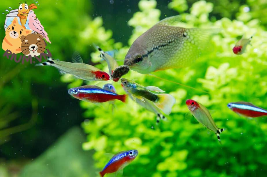 Cận cảnh cá bảy màu, cá neon đỏ và cá ngọc trai trong một bể cá nước ngọt