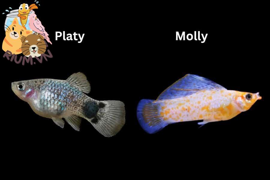 Platy and Molly: Similarities and Differences