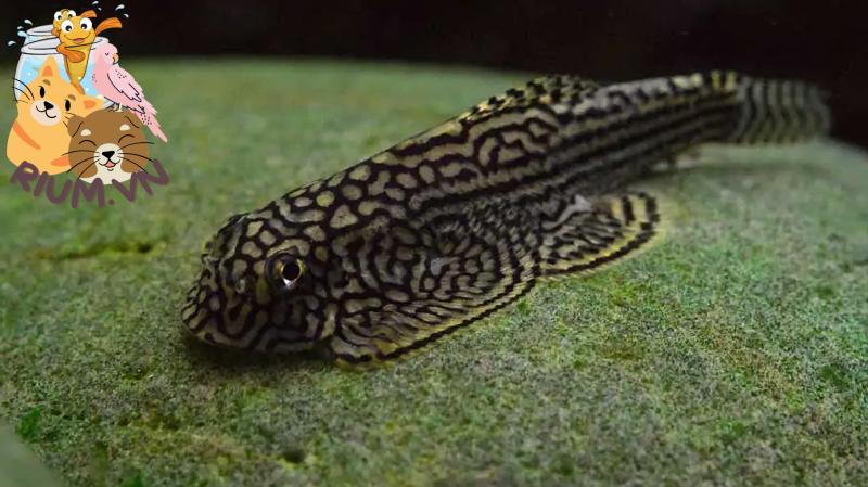 Cá Tỳ Bà Bướm: Đặc Điểm Và Cách Nuôi