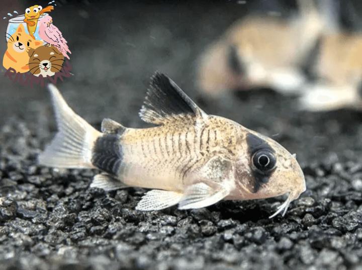 Cá Chuột - Nguồn gốc, đặc điểm, các loại cá phổ biến hiện nay