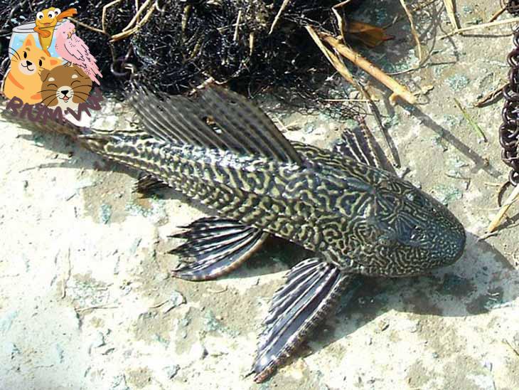 Top 11 Loại Cá Dọn Bể Phổ Biến Nhất Trong Hồ Thủy Sinh