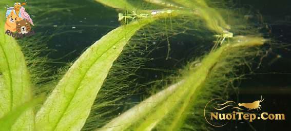 Oedogonium Hair algae