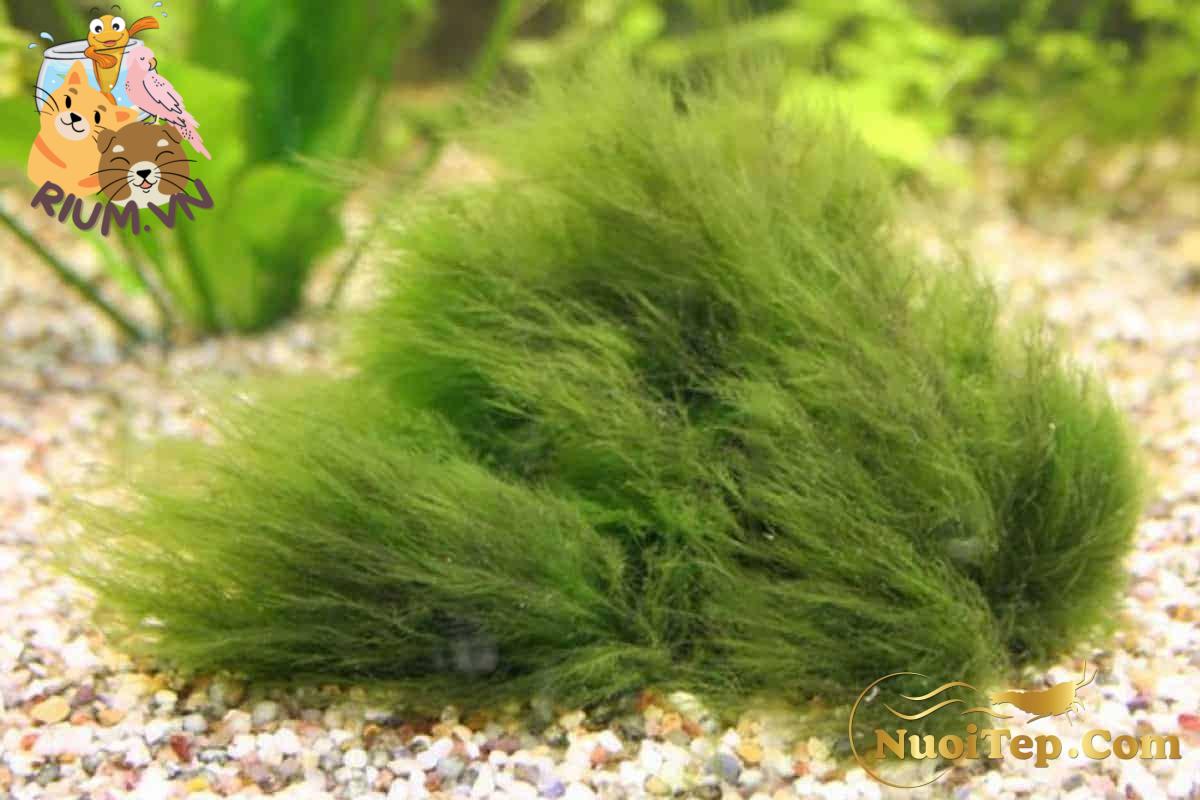 Spirogyra Hair Algae