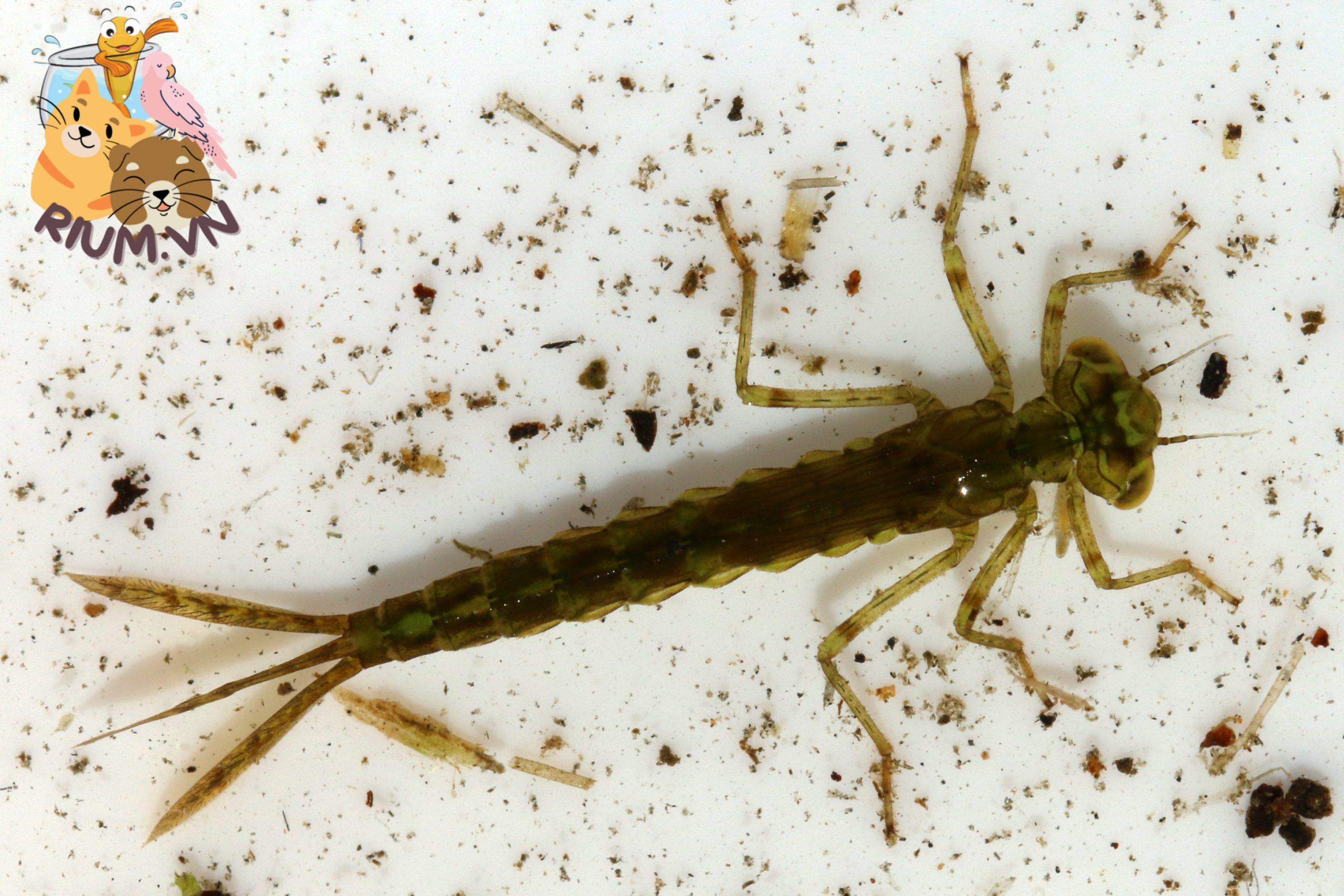 Ấu trùng chuồn chuồn Damselflies trong thủy sinh - Wildrium