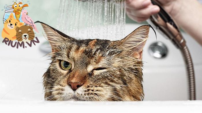Cách Tắm Cho Mèo Mà Không Bị Trầy Xước