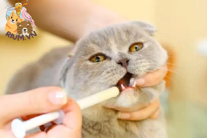 Cho Mèo Ăn Bằng Ống Tiêm: Khi Nào Và Cách Làm