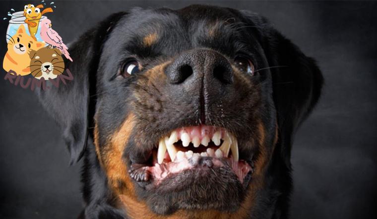 Chó Nhe Răng: Tại sao chó nhe răng?