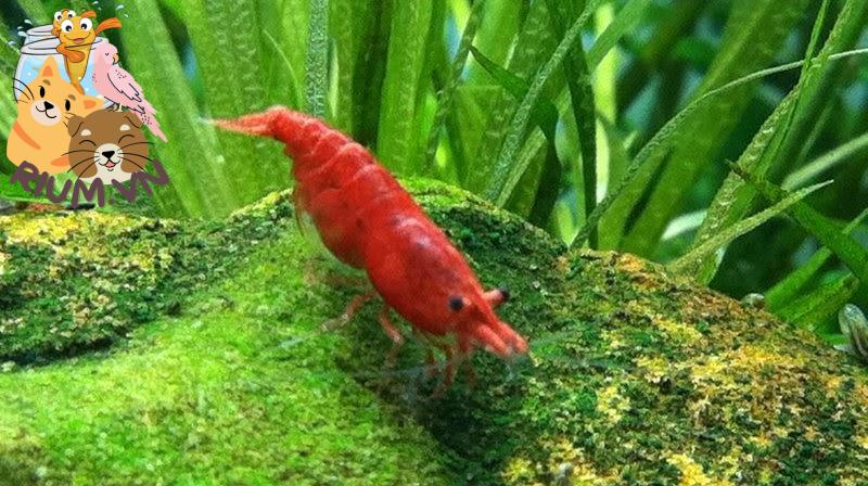 Tổng quan về loài tép Đỏ - tép RC - Red Cherry Shrimp