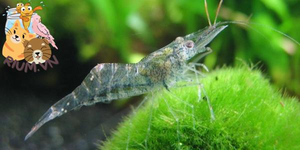Ghost Shrimp: Complete Guide to Care, Breeding, Tank Size and Disease - The  Aquarium Guide