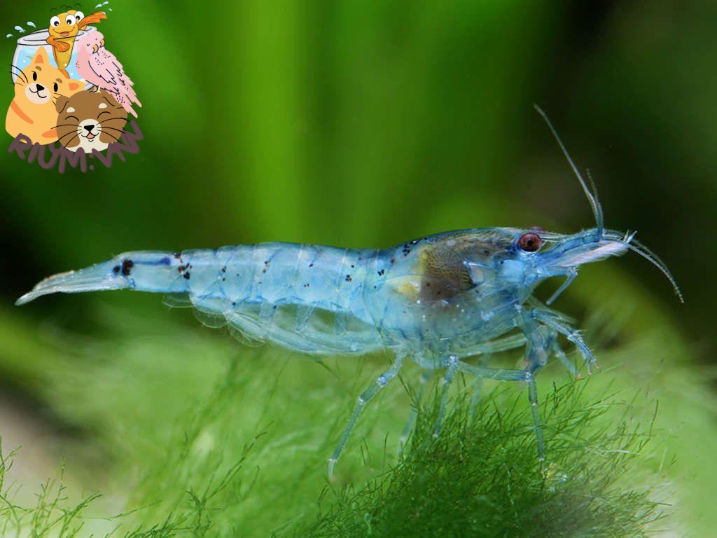 Blue Pearl Shrimp | Shrimp, Species, Weird animals