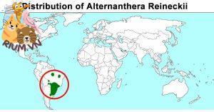 Hướng dẫn chăm sóc Alternanthera Reineckii – Trồng trọt, Phát triển và Nhân giống - phân phối