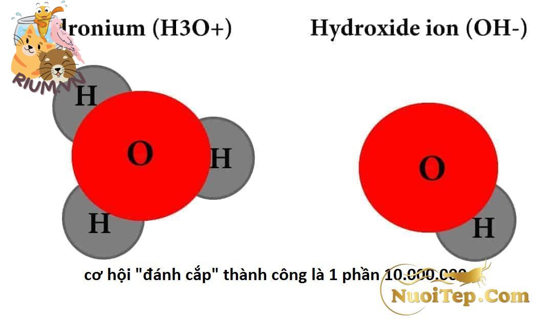 H3O and OH 1