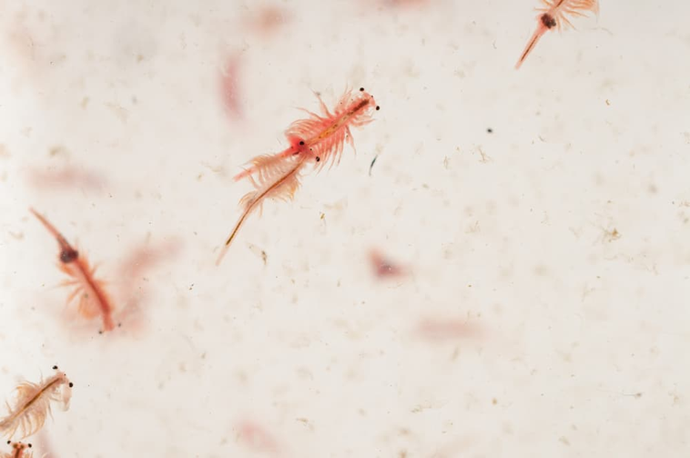 Nuôi và ấp nở Artemia trong môi trường nước mặn