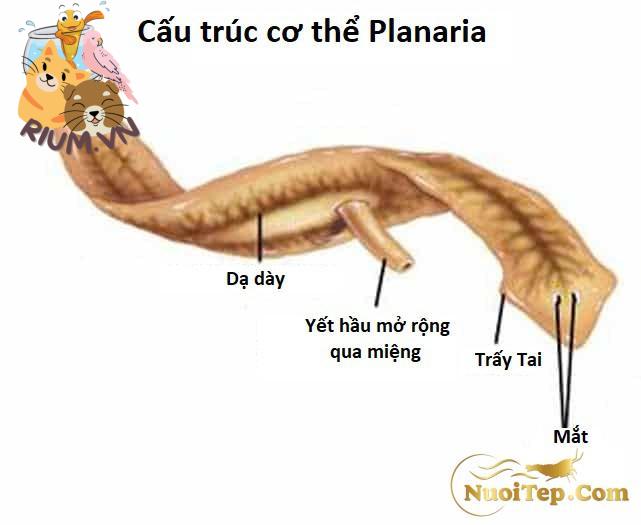 Planaria anatomy