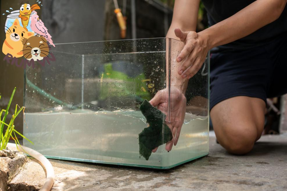 Chi tiết cách tẩy kính bể cá bị ố nhanh chóng cho người mới | Cleanipedia