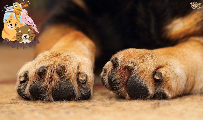 Bạn có tin: Chân chó nhà bạn có mùi... bỏng ngô?