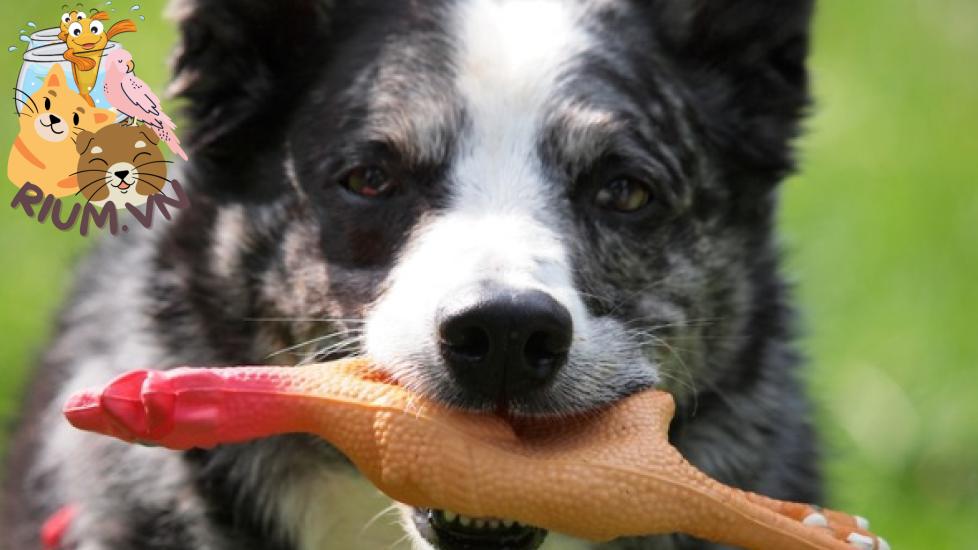 Tại sao chó thích đồ chơi có tiếng kêu?