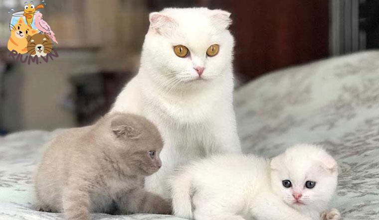 Cẩm nang mèo Anh: Nguồn gốc, đặc điểm, cách nuôi, giá bán