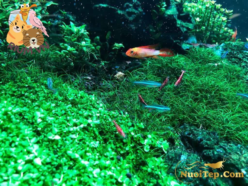 Shrimp and plants aquarium