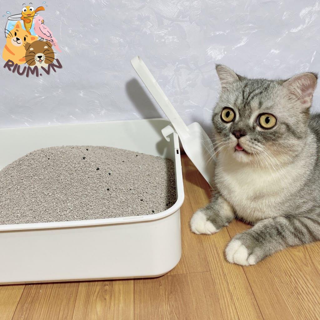 Kiến thức chung về cát vệ sinh cho mèo