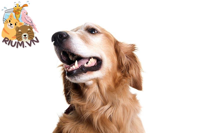 Lợi ích lấy cao răng cho chó tại nhà