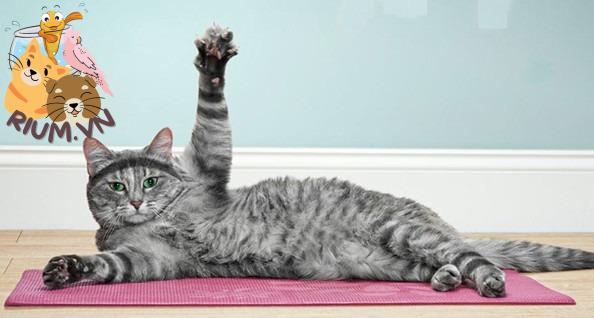 10 phương pháp giúp mèo cưng tập thể dục