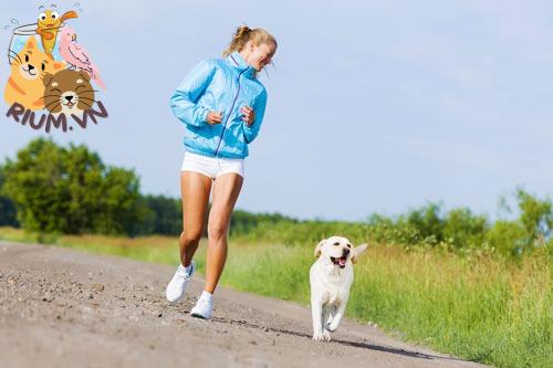 Tại sao cần tập thể dục cho chó?
