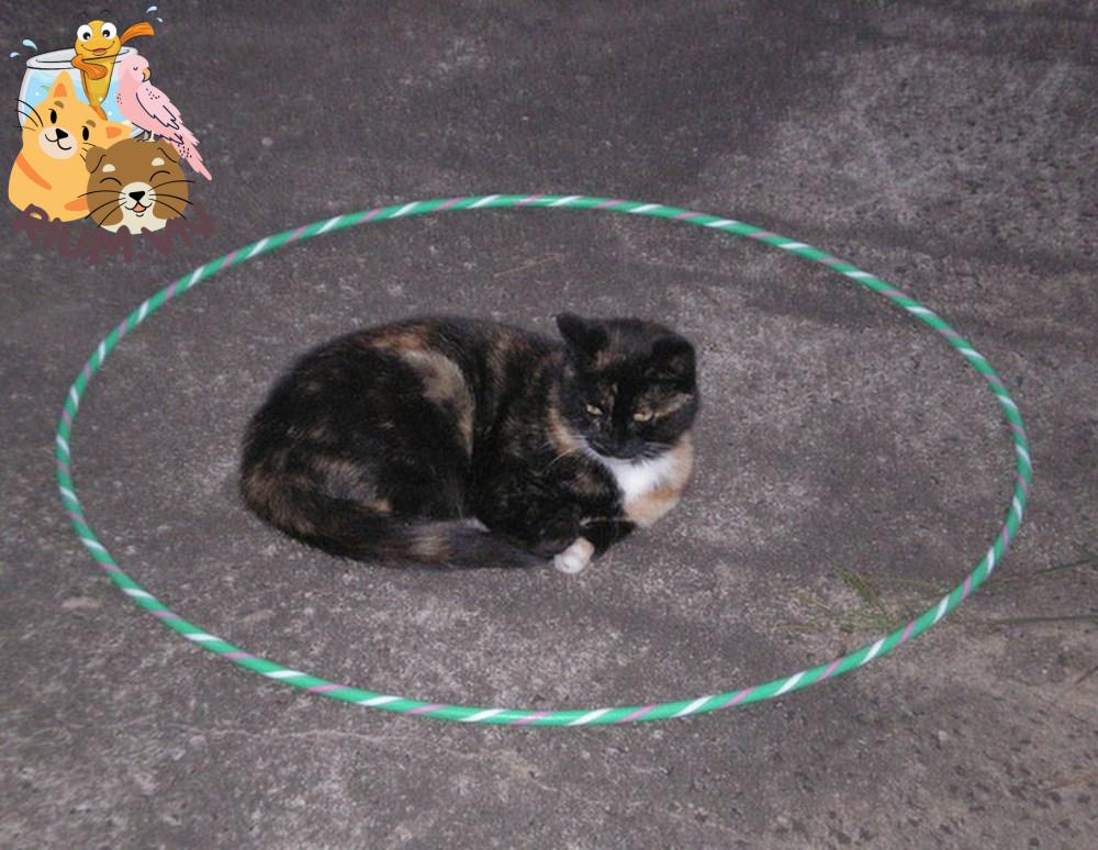 Lý do dán băng dính thành hình tròn mà mèo sẽ ngoan ngoãn ngồi vào?
