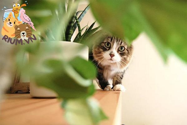 15 loại cây trồng gây nguy hiểm cho mèo