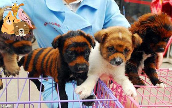 Tìm hiểu về việc nhập chó Trung Quốc vào Việt Nam