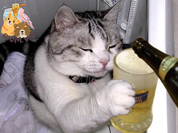 mèo uống bia