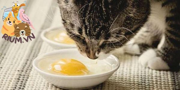 mèo ăn trứng sống