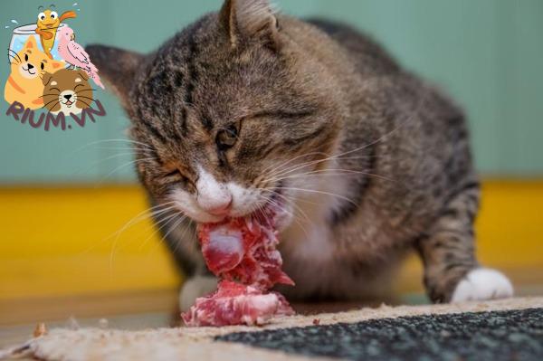 Mèo ăn thịt sống được không? 
