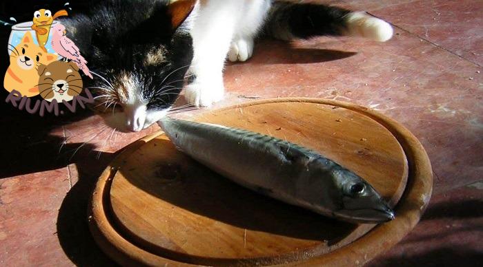 Mèo ăn cá ngừ